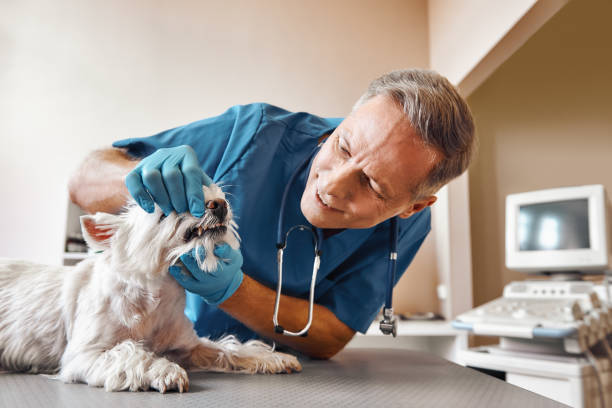 Best Urgent Tooth Repair  in Verona Walk, FL